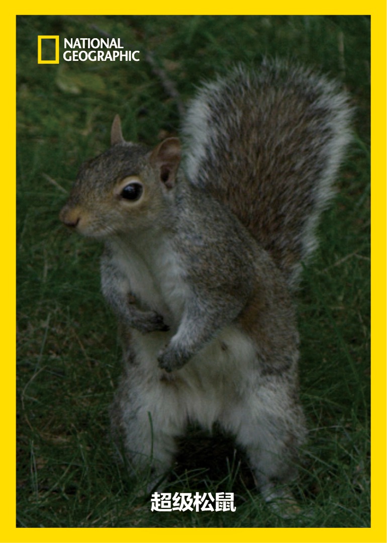 超级松鼠封面图