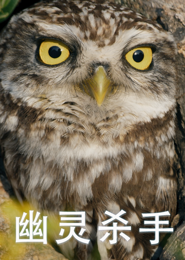 幽灵杀手封面图