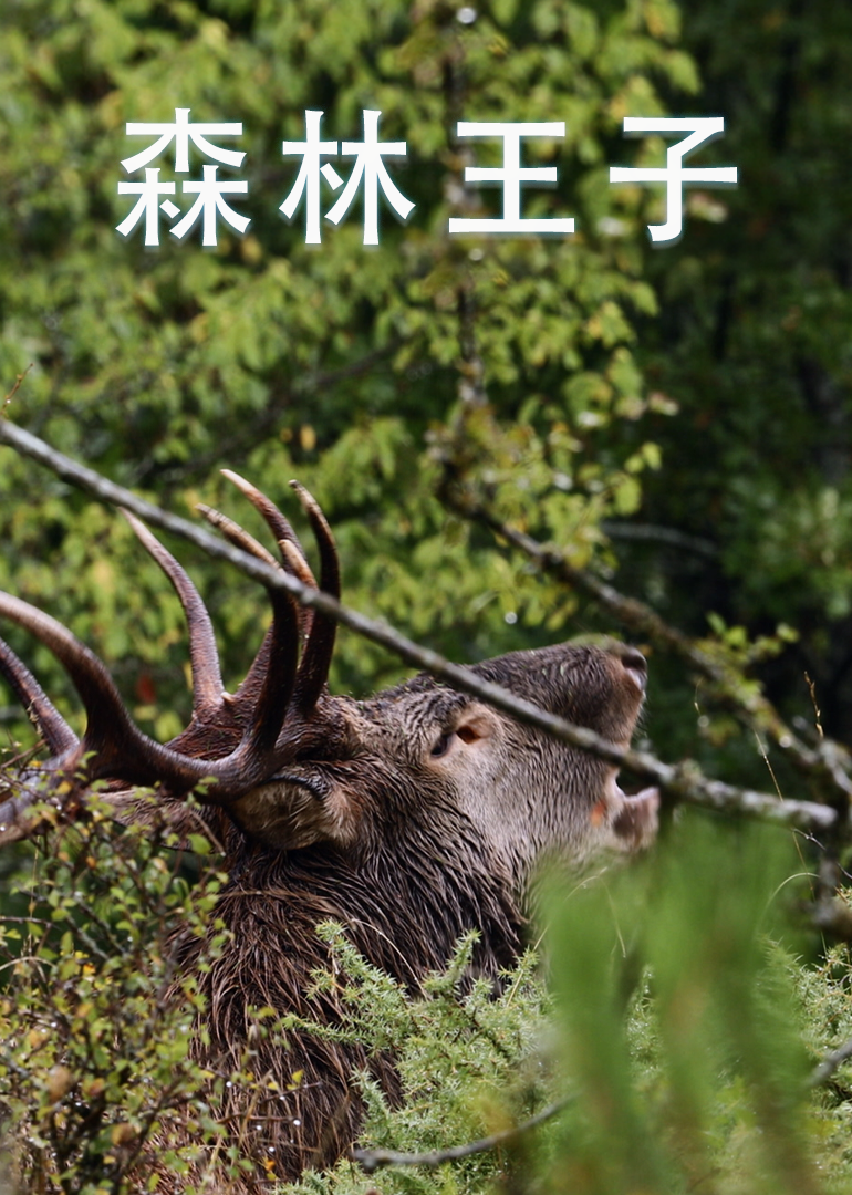 森林王子封面图