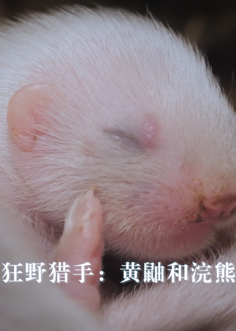 狂野猎手: 黄鼬和浣熊封面图