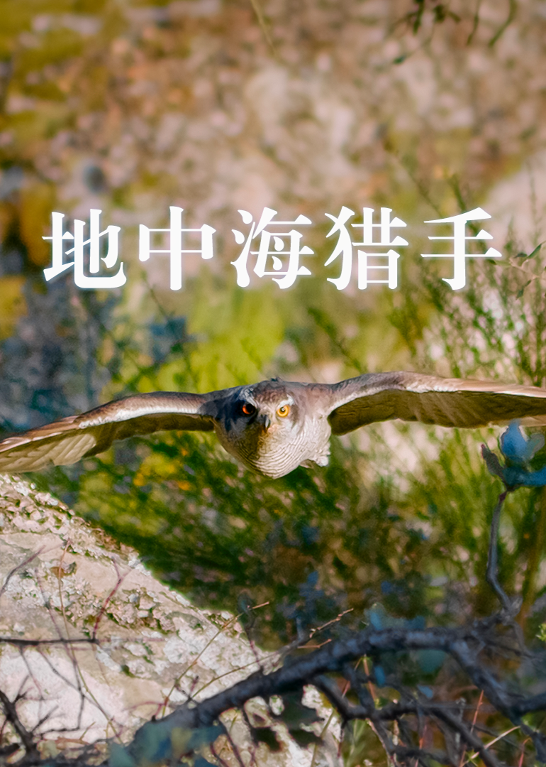 地中海猎手封面图