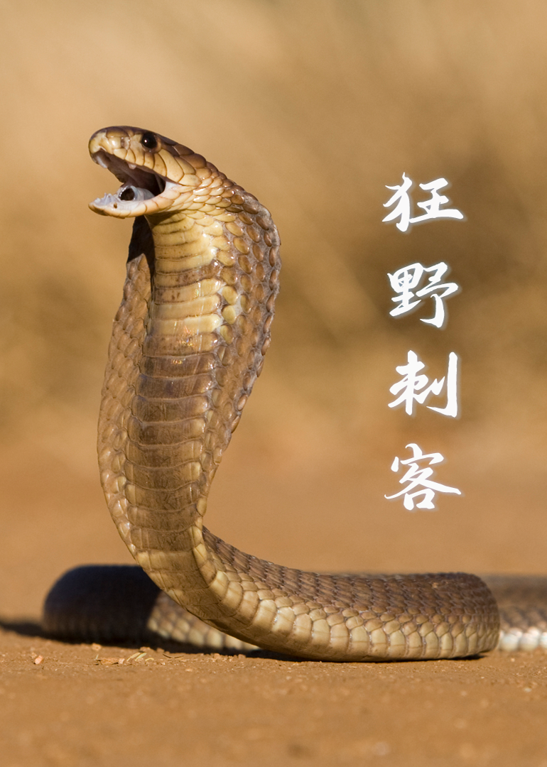 狂野刺客封面图