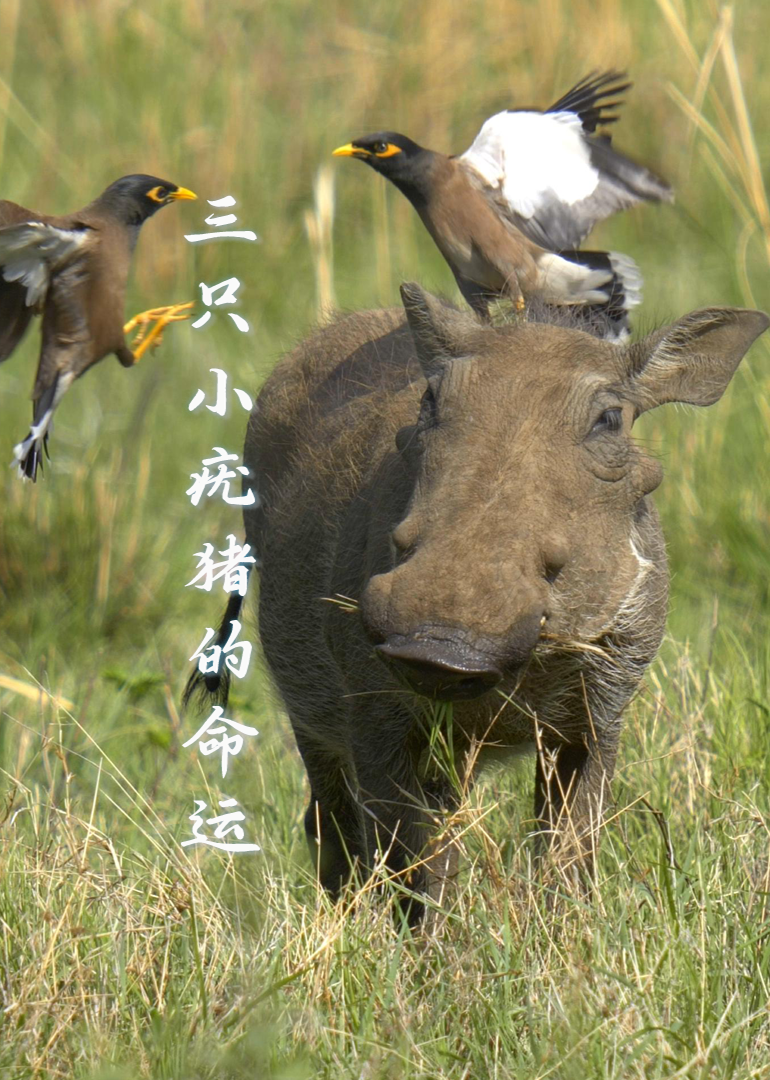 三只小疣猪的命运封面图