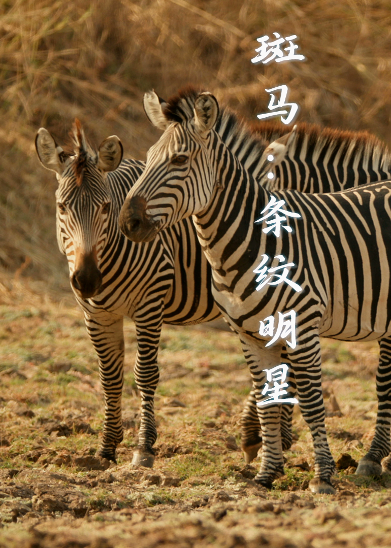 斑马 条纹明星封面图