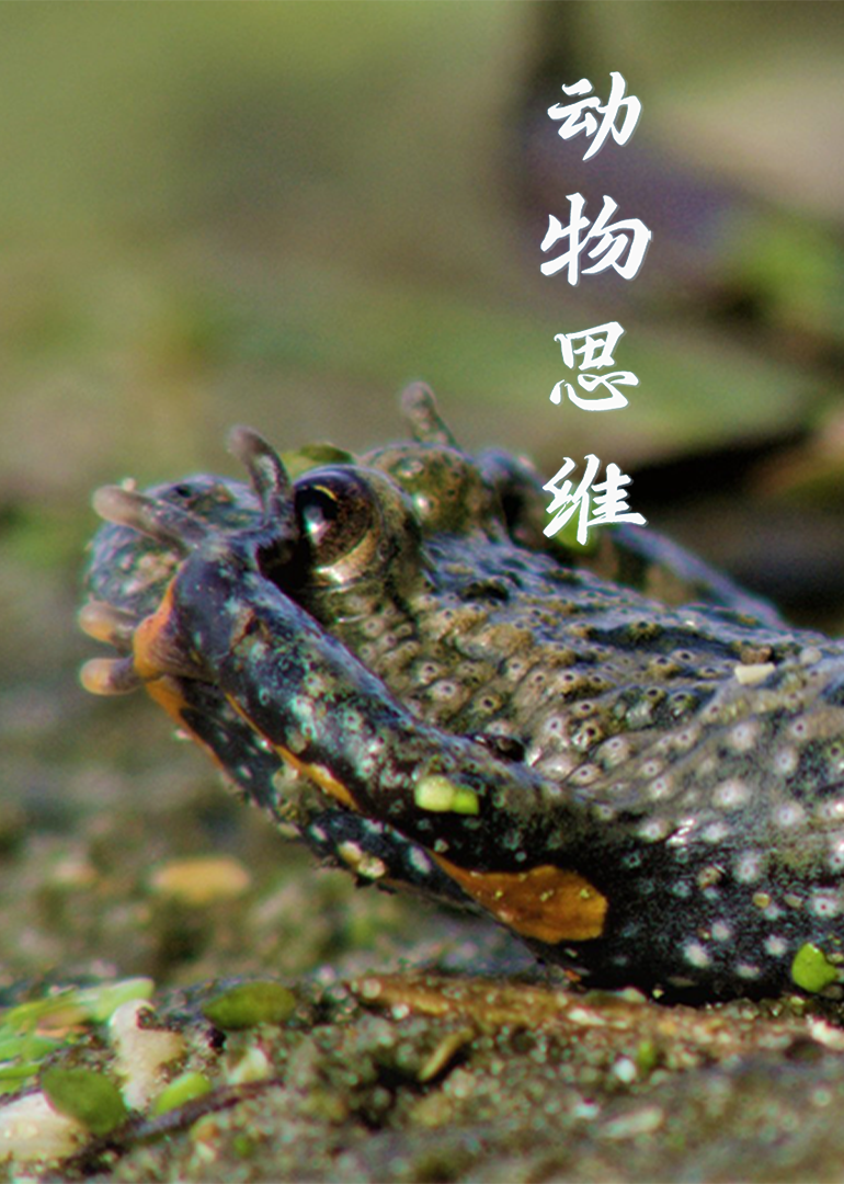 动物思维封面图