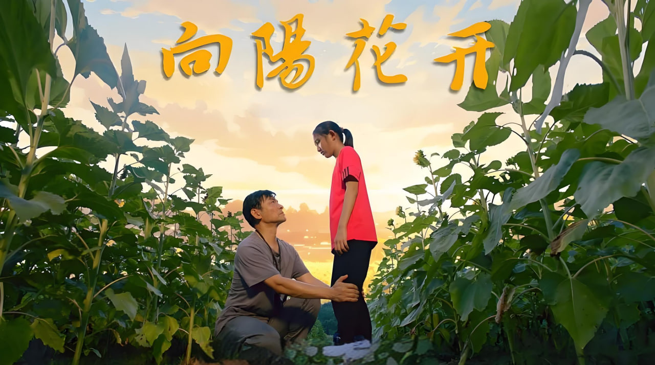 向阳花开 2024封面图