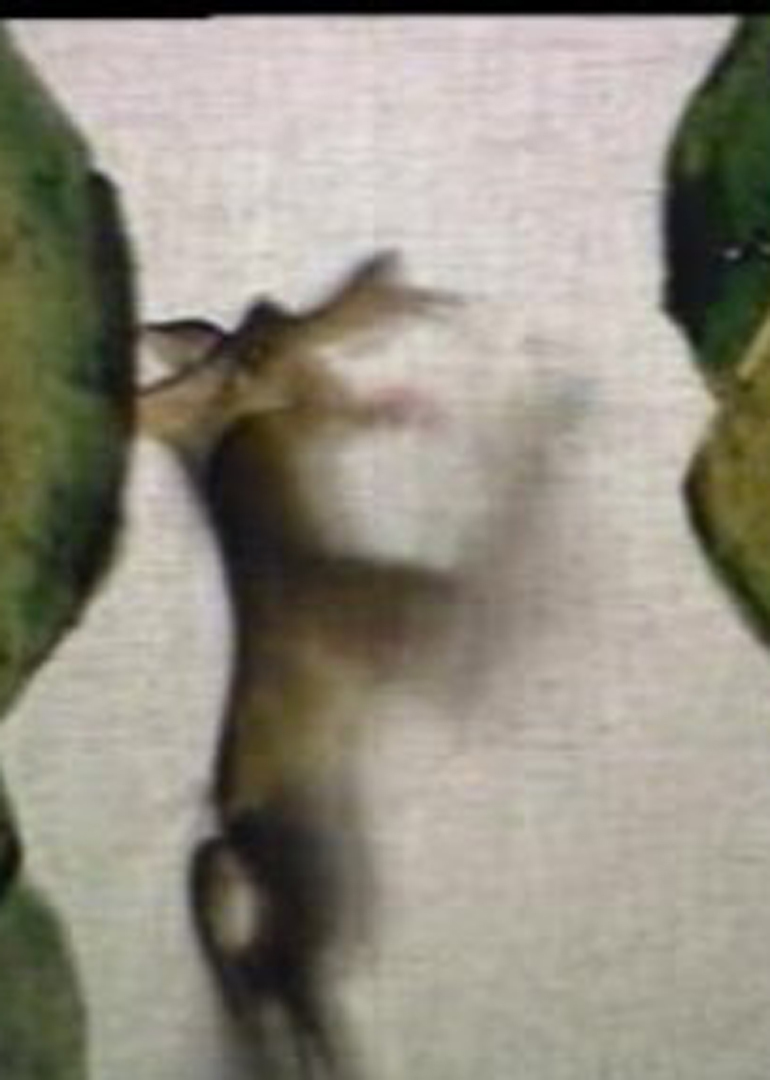 会摇尾巴的狼封面图