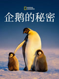 企鹅的秘密 中配版封面图