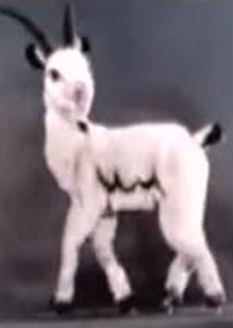 机智的山羊封面图