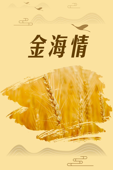 金海情封面图