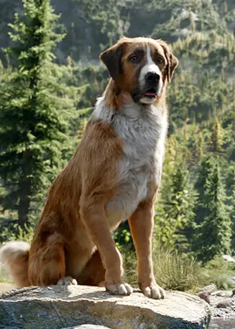 野性的呼唤封面图