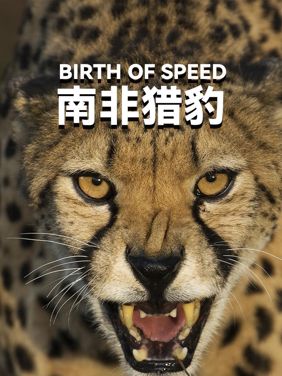 南非猎豹封面图