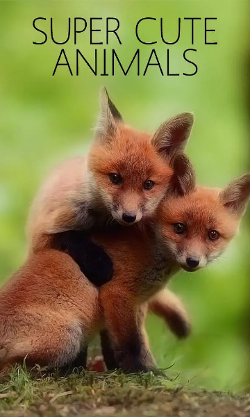 超萌动物封面图