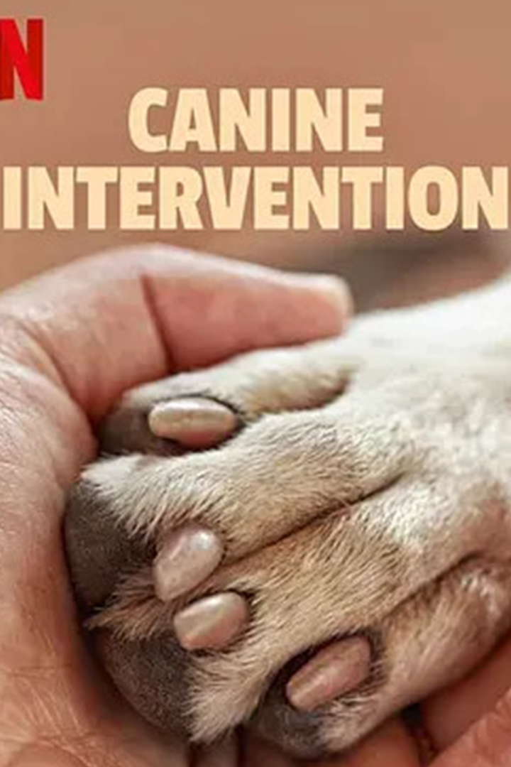犬类干预封面图