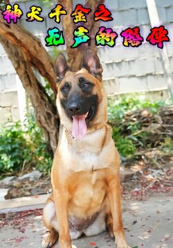 神犬千金之无声的陪伴封面图