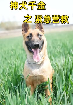 神犬千金之紧急营救封面图