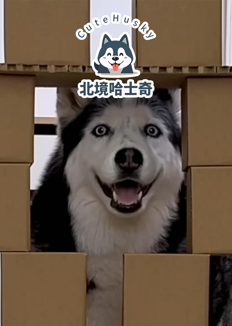 北境哈士奇封面图