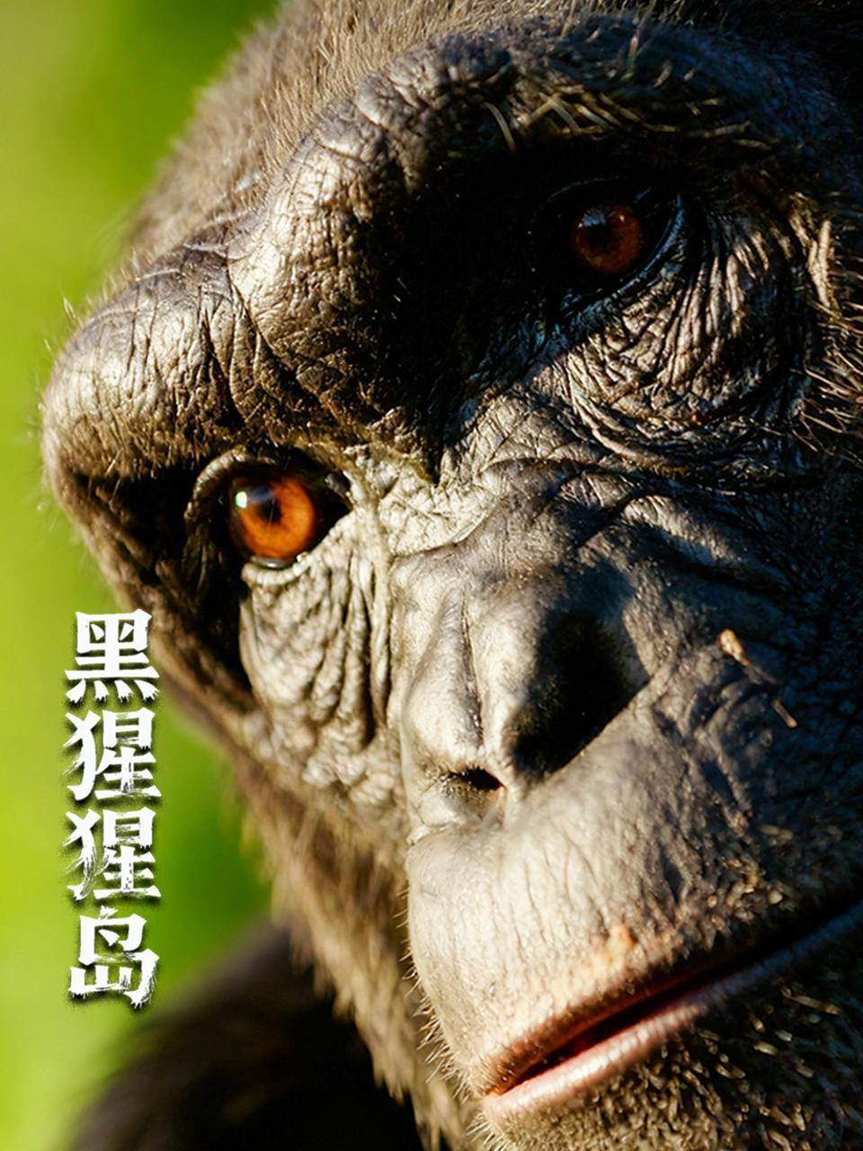 黑猩猩岛封面图