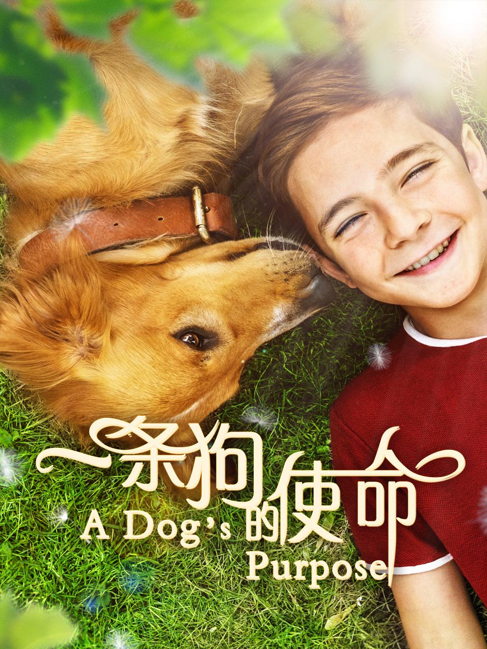 一条狗的使命封面图