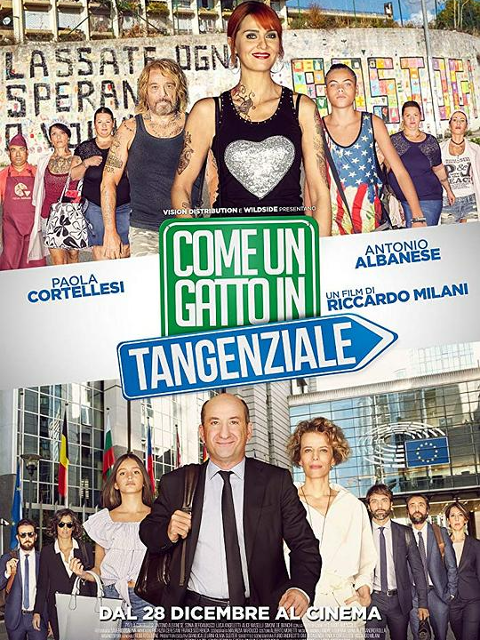 高速路上一只猫封面图