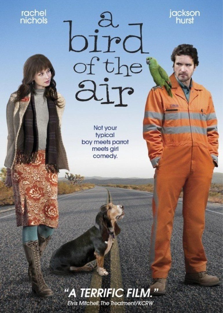 空中的飞鸟封面图