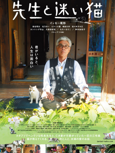 老师与流浪猫封面图