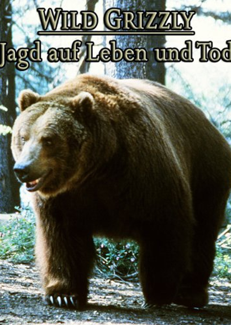 灰色野熊封面图