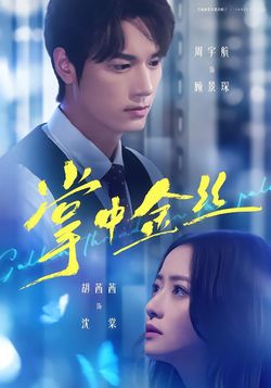 掌中金丝封面图