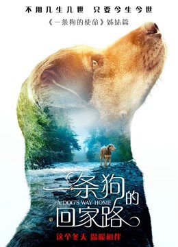 一条狗的回家路 普通话