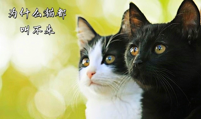 为什么猫都叫不来