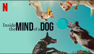 汪星人的奇思妙想