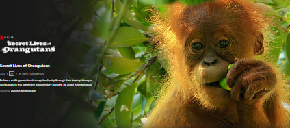 红毛猩猩的秘密生活