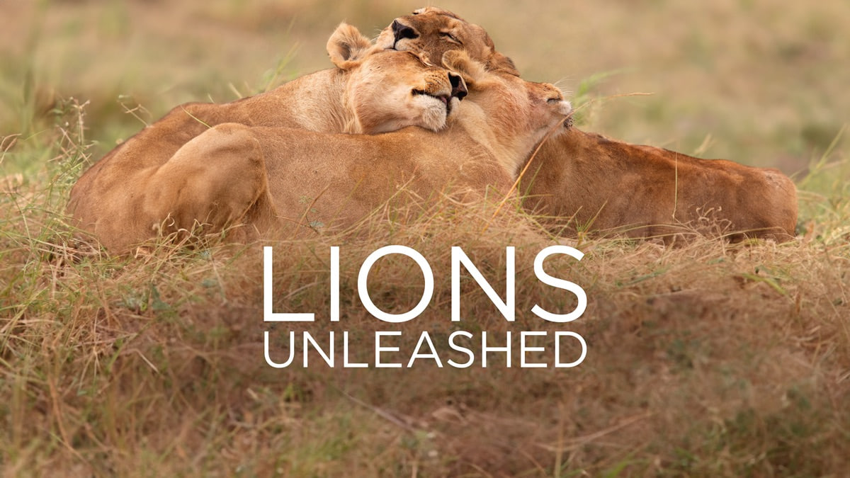 Lions Unleashed(狮子释放)