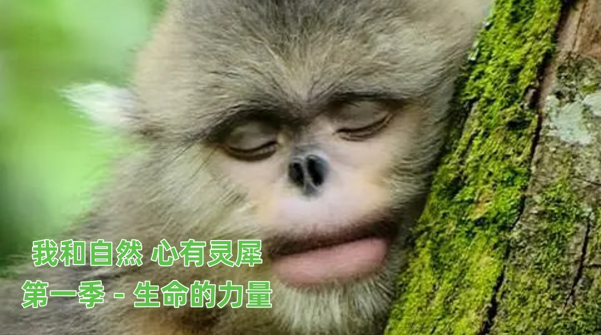 《我与自然相连》第一季-生命的力量