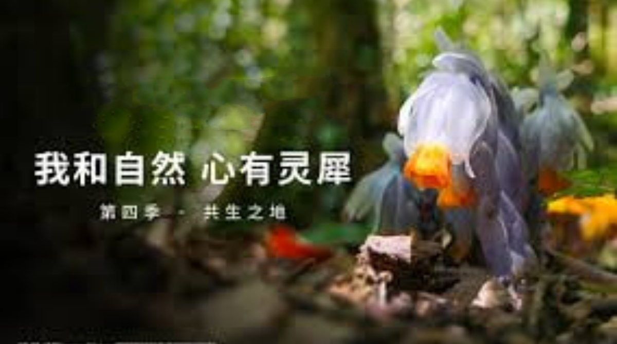 《我和自然 心有灵犀》第四季 - 共生之地
