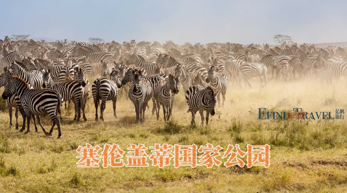 塞伦盖蒂国家公园