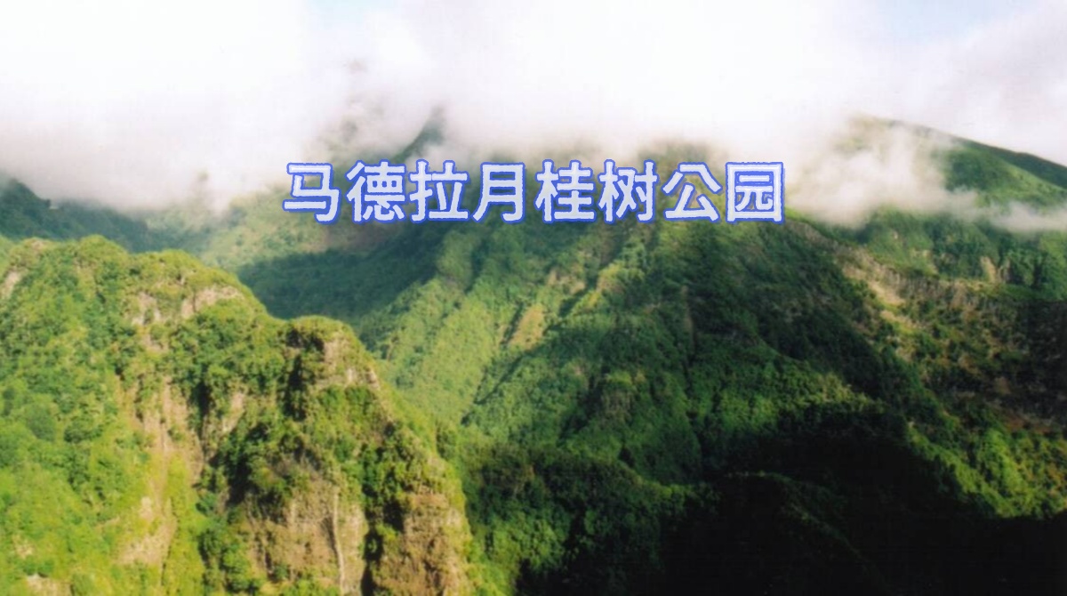 马德拉月桂树公园