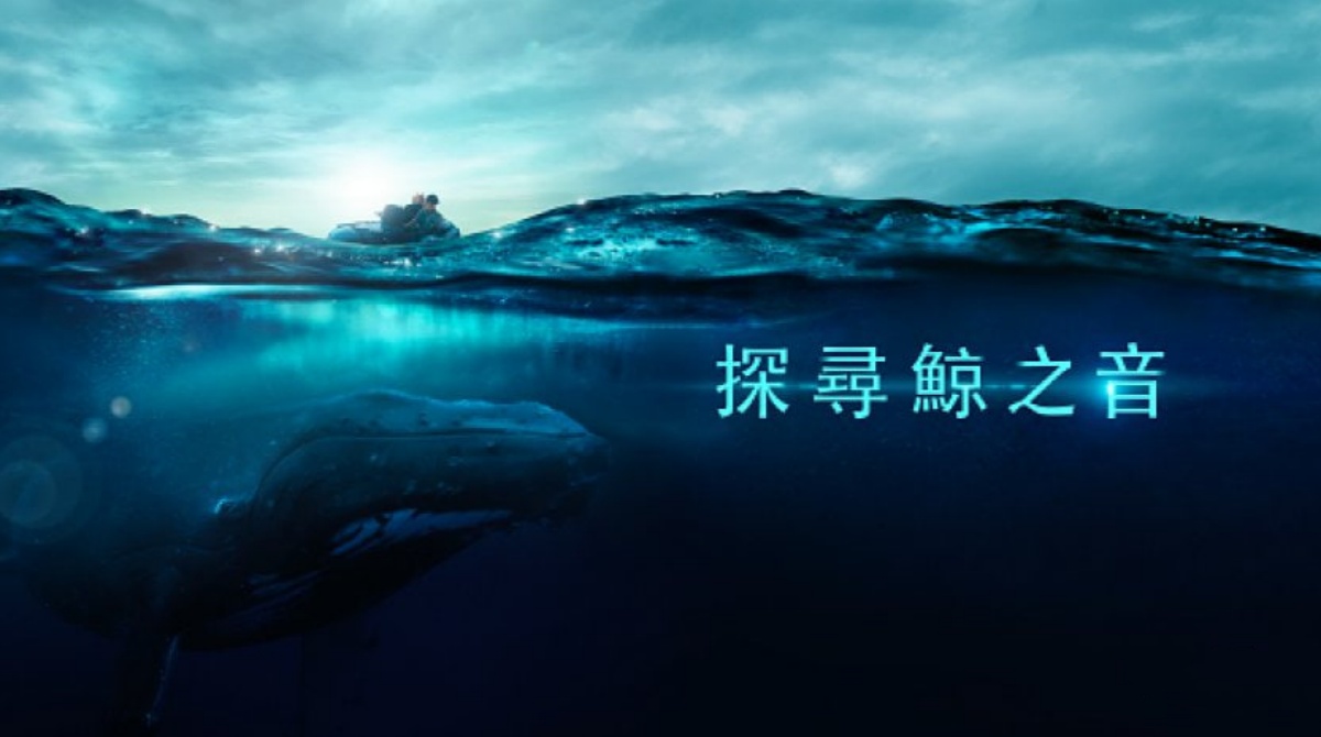 探寻鲸之音