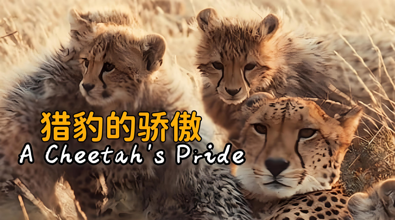 猎豹的骄傲 第一季