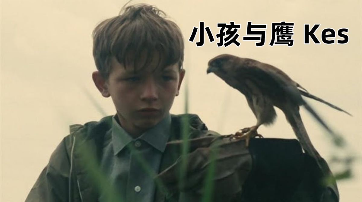 小孩与鹰 Kes