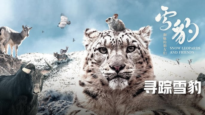 雪豹和她的朋友们