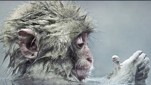 动物的崛起：脊椎动物的胜利