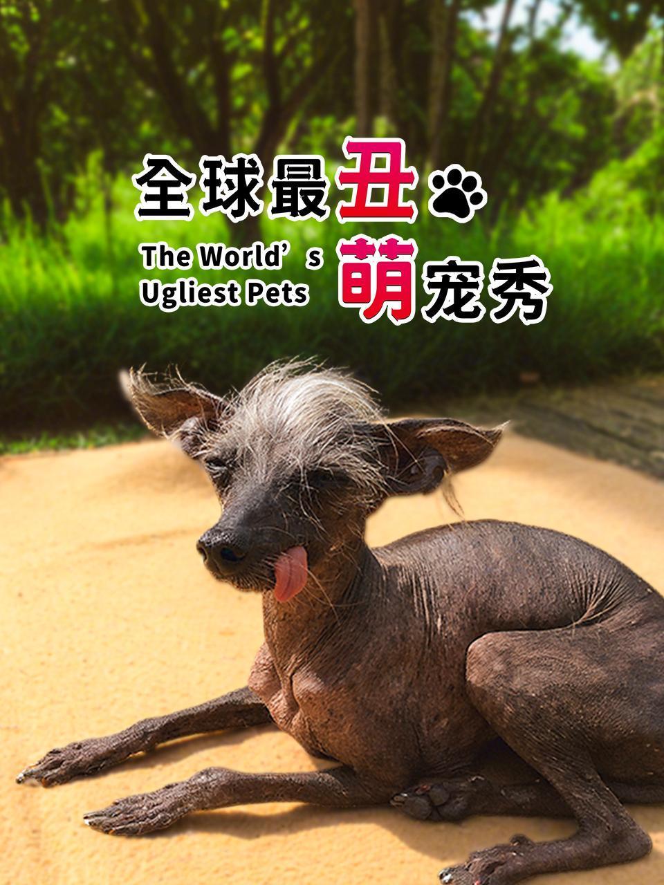 全球最丑萌宠秀