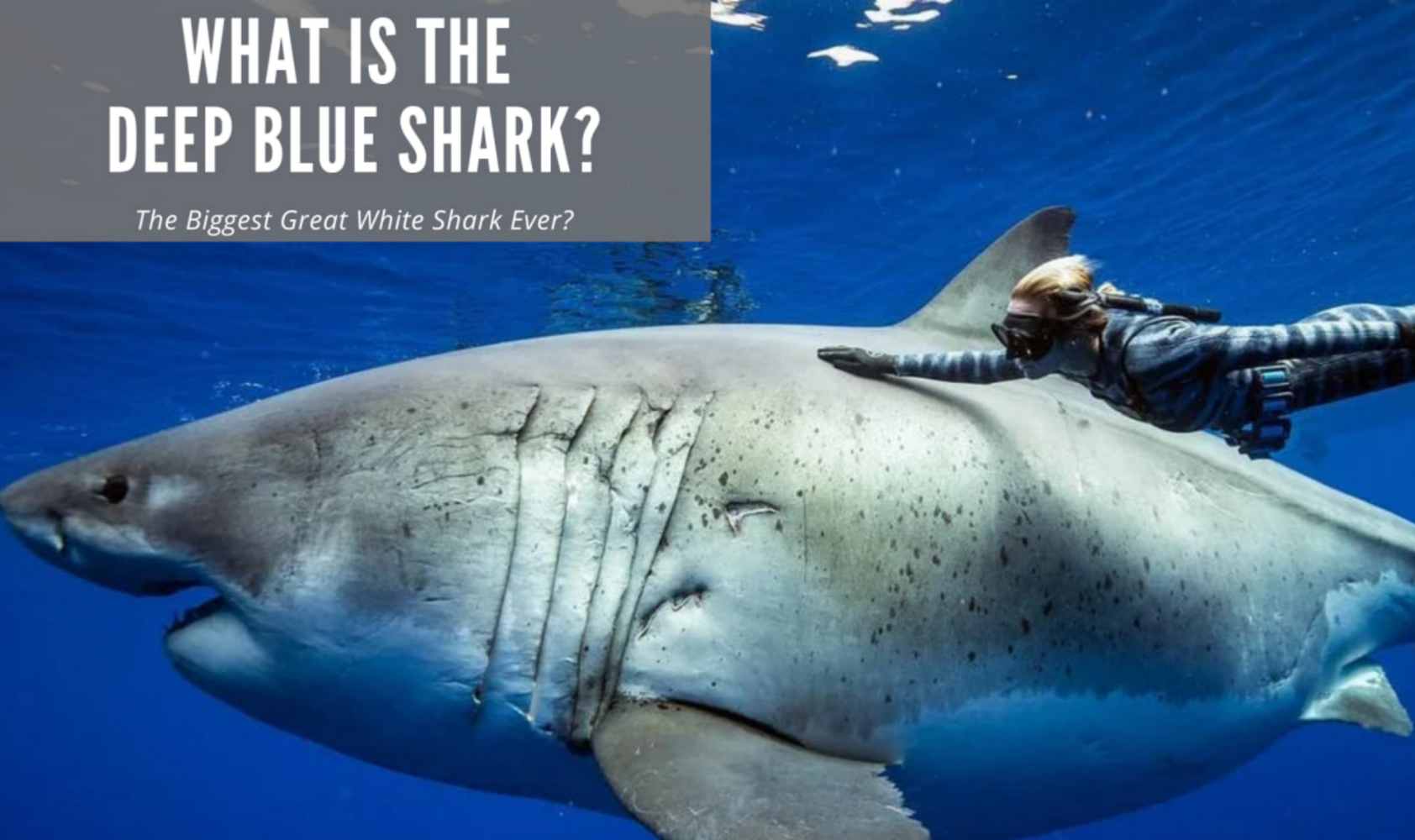 世界最大的公牛鲨