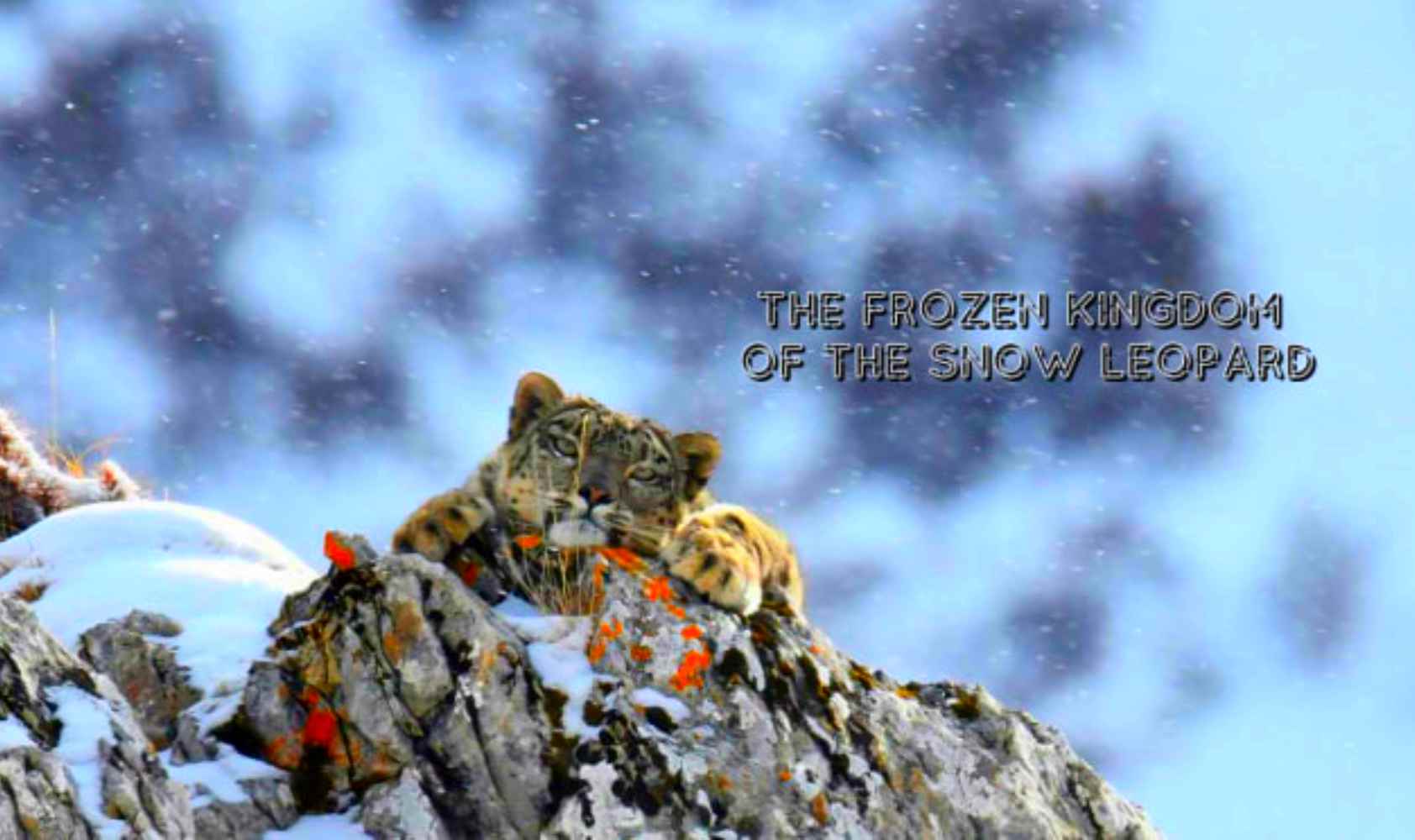 雪豹的冰封王国