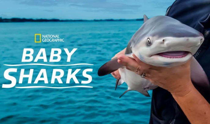鲨鱼宝宝成长记
