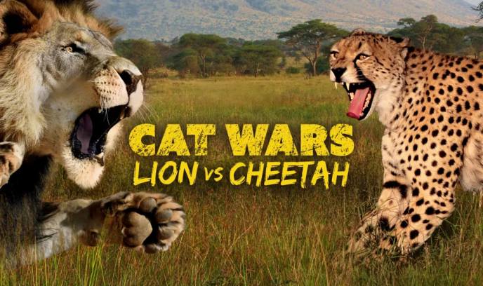 猫科大战：狮子VS猎豹