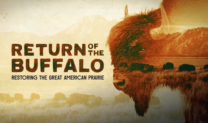 野牛的回归：恢复美国大草原