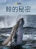 鲸的秘密第一季