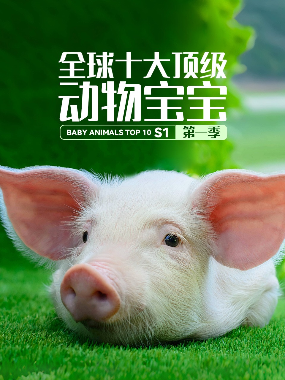 全球十大顶级动物宝宝第一季